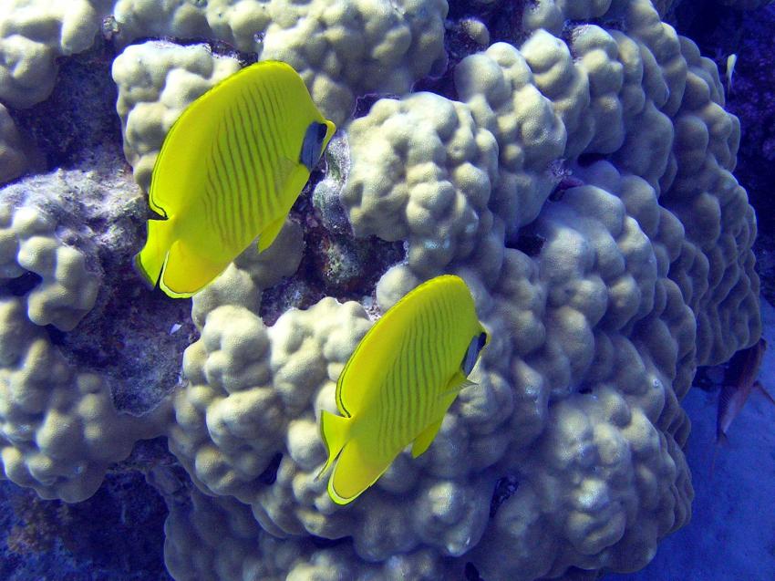 Hurghada, Hurghada - allgemein,Ägypten,Falterfische,Zitronen.Falterfische