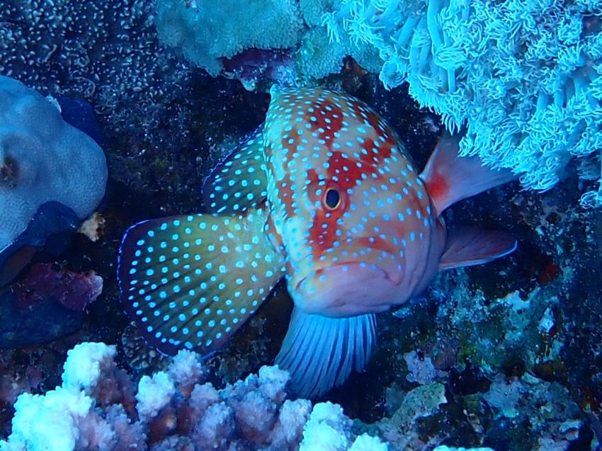 Atlantik Diving Center, Ägypten, El Quseir bis Port Ghalib