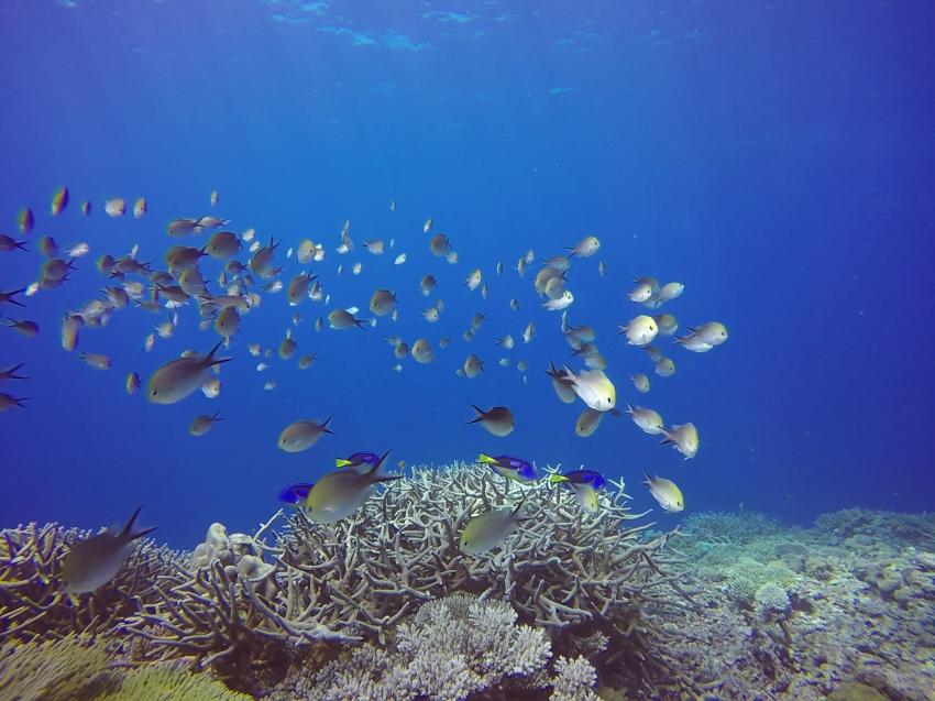 Überm Riff, Abalone Plongée, Mayotte, Mayotte