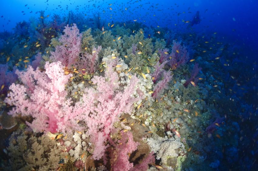 Elphinstone, Elphinstone Reef (Marsa Alam), Ägypten