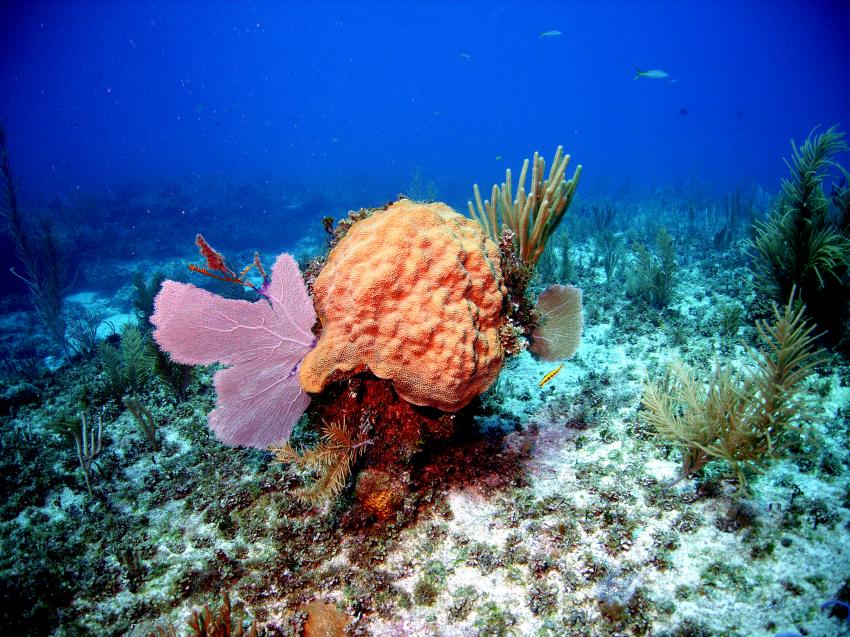 Cayo Largo, Cayo Largo,Kuba