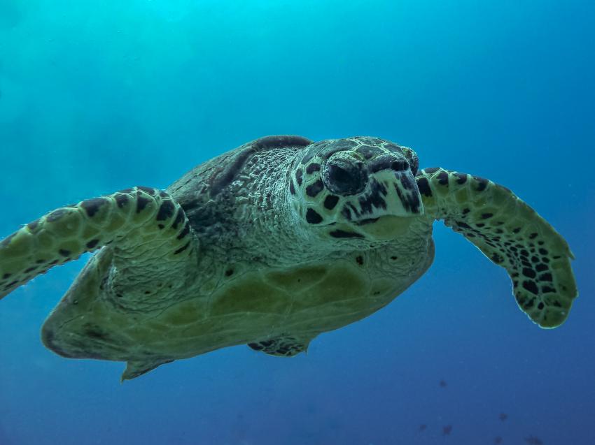 echte Karett-Schildkröte, sehr häufig um Guraidhoo, DivePoint Guraidhoo, Malediven