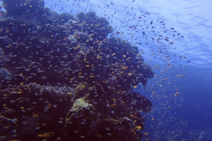 Ducks Diving Quesier at Rohanou Beach Resort, Ägypten, El Quseir bis Port Ghalib