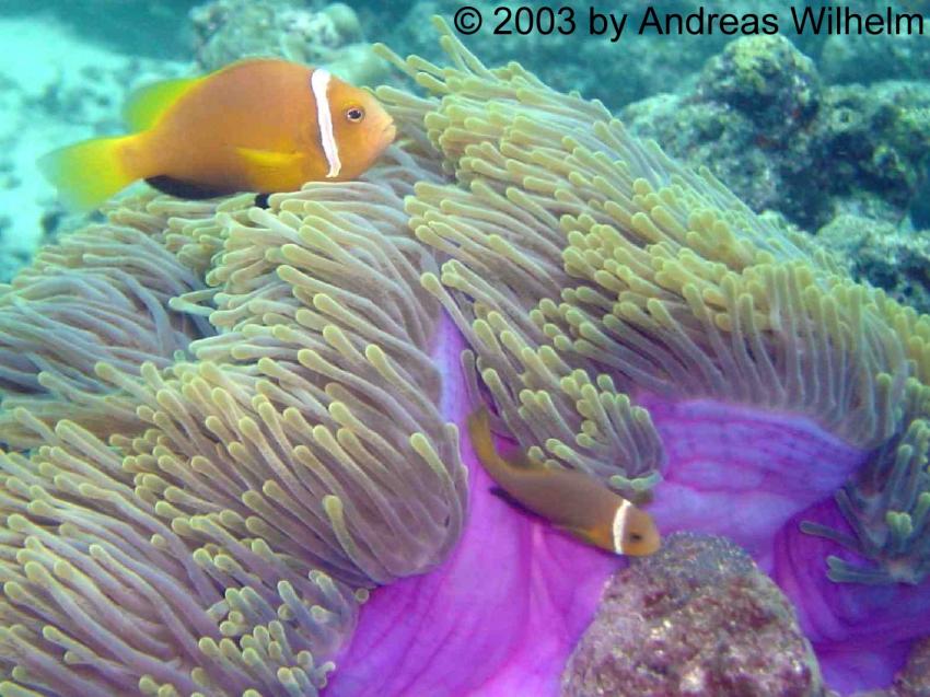Potatoe Reef (Nord Male Atoll), Potato Reef,Nord Male Atoll,Malediven