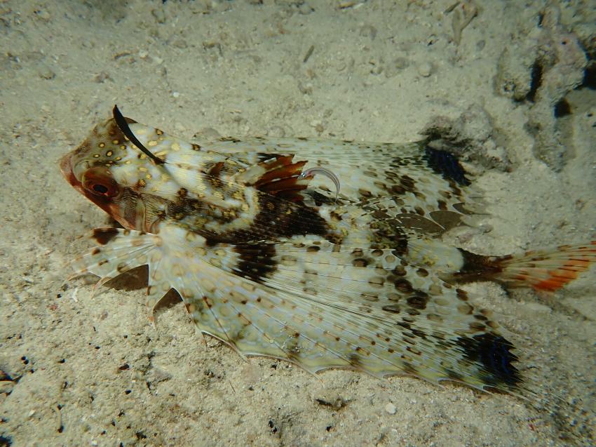 Diving Poseidon, Nungwi - Sansibar, Tansania