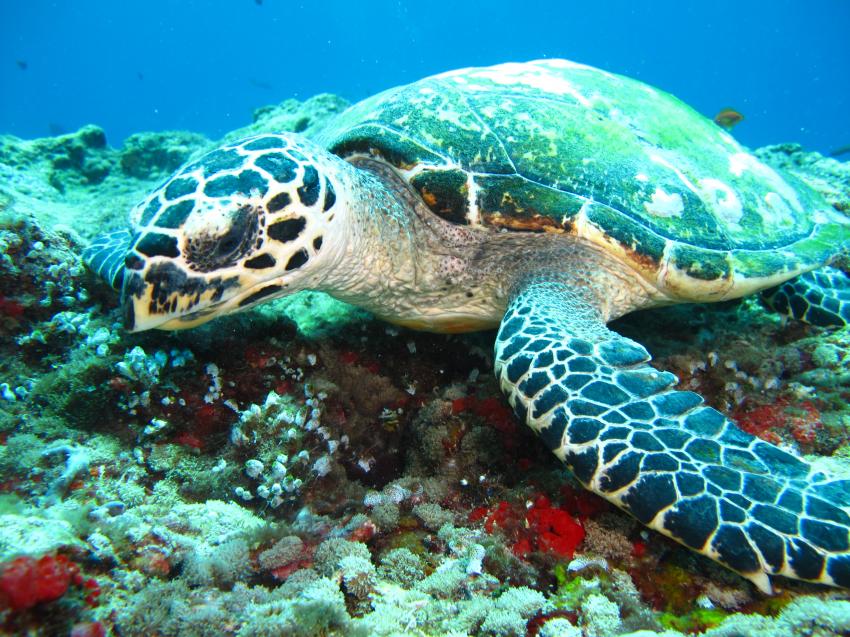 Unser Hausriff Freund, Meeresschildkröte, Schildkröte, Ellaidhoo  Dive & Sail, Ellaidhoo, Ari Atoll, Alfons Straub Dive & Sail, Malediven