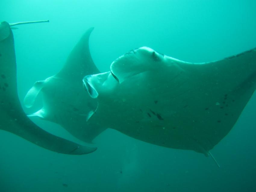 Hausriff und Umgebung, Embudu,Malediven