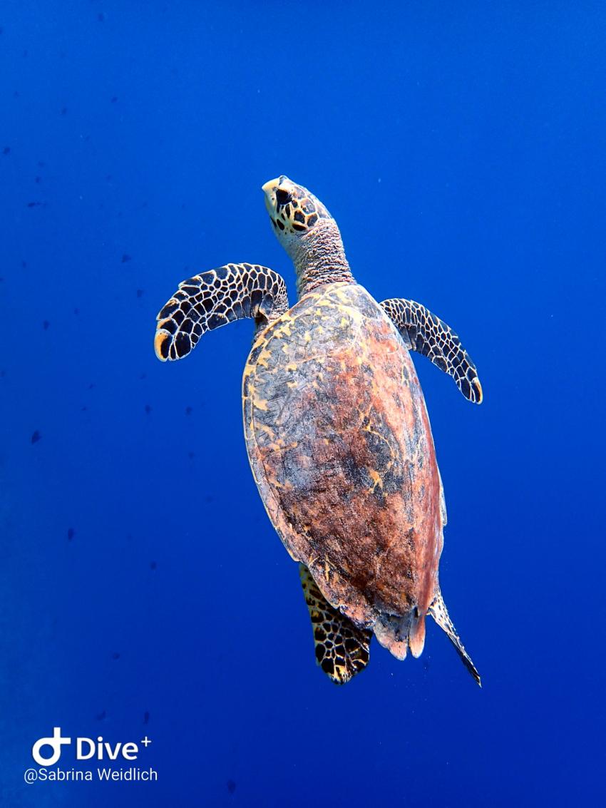 Shamar Divers Maamigili, Malediven