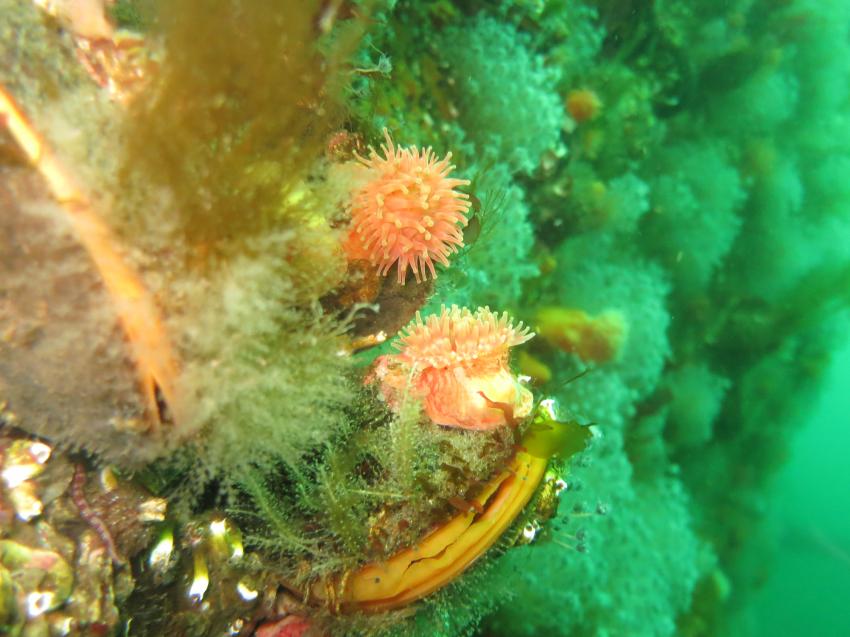 Nord&Ne, Salstraumen, Norwegen