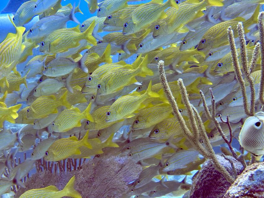 Local Reef, Fischschwarm, Playa del Carmen, Mayan Riviera, Diving Reality, Mexiko