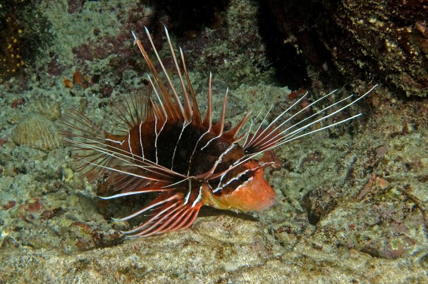 Ellaidhoo, Ari Atoll,Malediven,Strahlenfeuerfisch,Pterois radiata