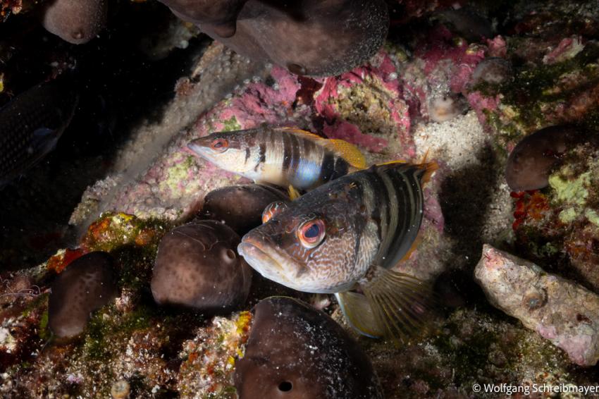 Punta Diving, Betina, Kroatien
