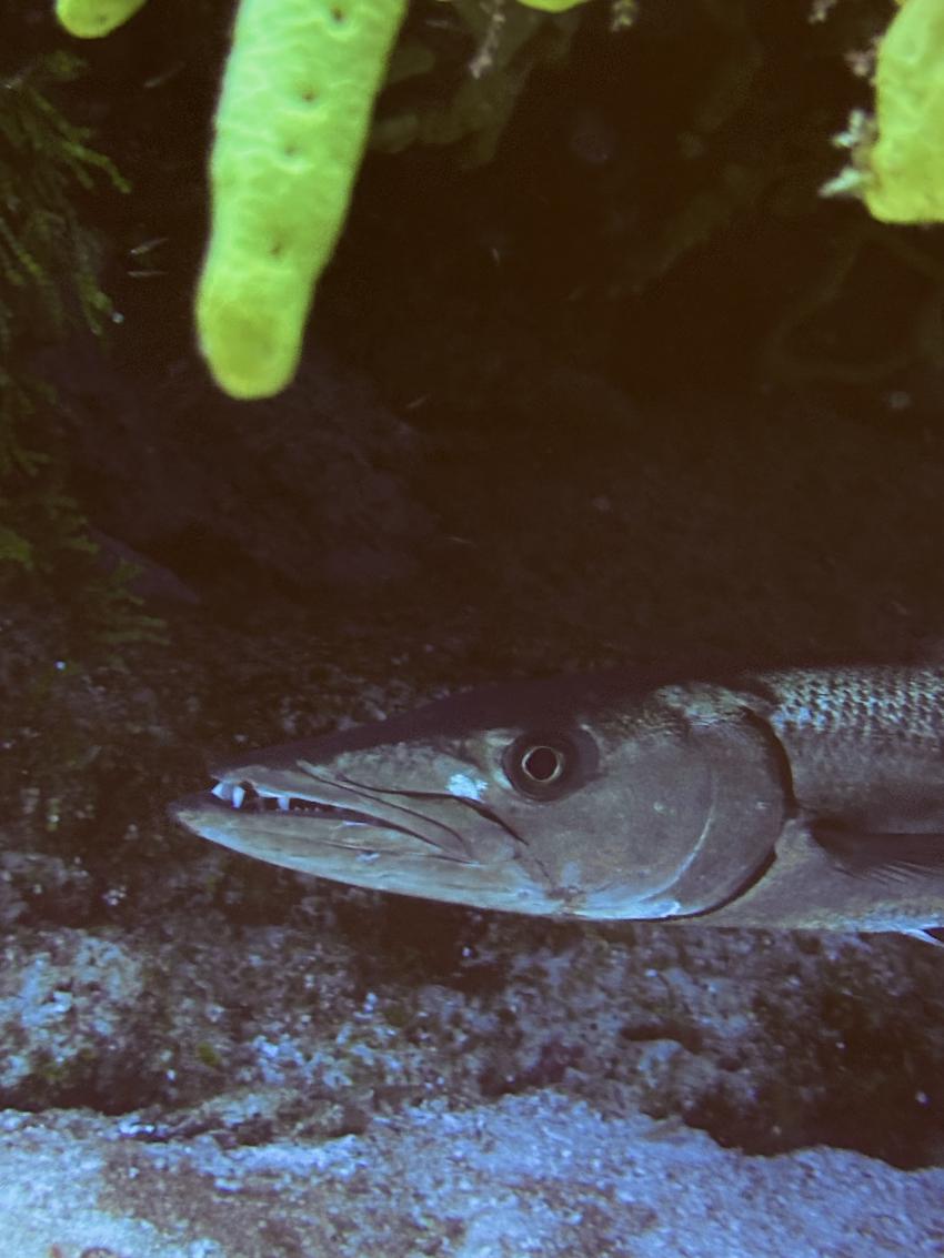 Barracuda, Cozumel, Mayan Riviera, Diving Reality, Mexiko