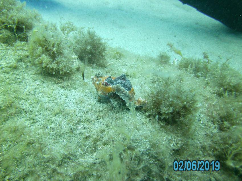 Klein, Diving Megale Hellas (Kalabrien), Italien