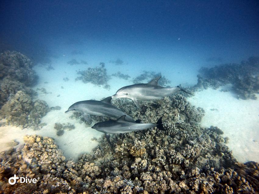 Wonderful Dive, Rohanou Resort, El Qusier, Ägypten, El Quseir bis Port Ghalib