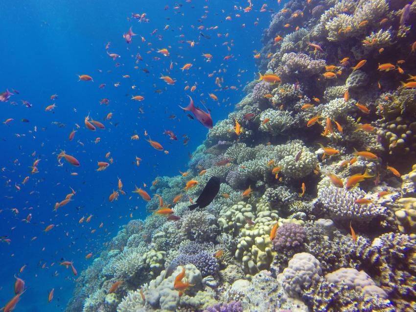Scuba World Divers Soma Bay, Caribbean World Resort, Ägypten, Safaga