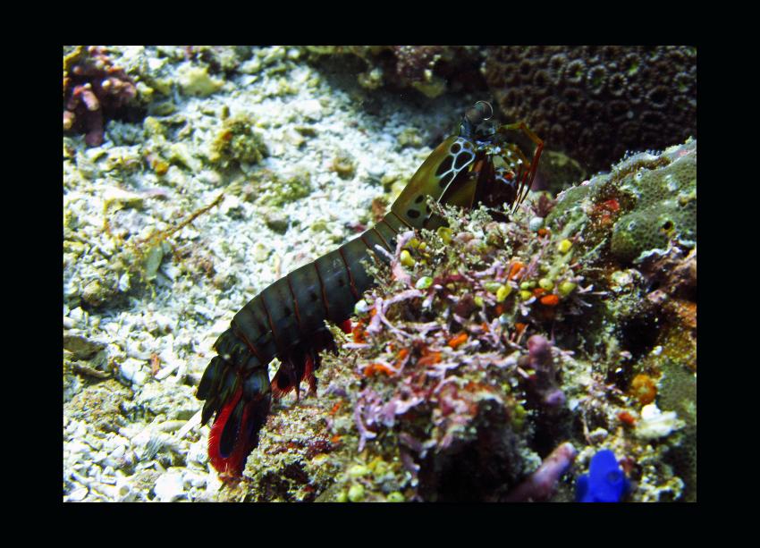 Unterwegs mit den Gangga Divers (Teil 2), Gangga Island,Nord-Sulawesi,Indonesien,Mantis-Shrimp