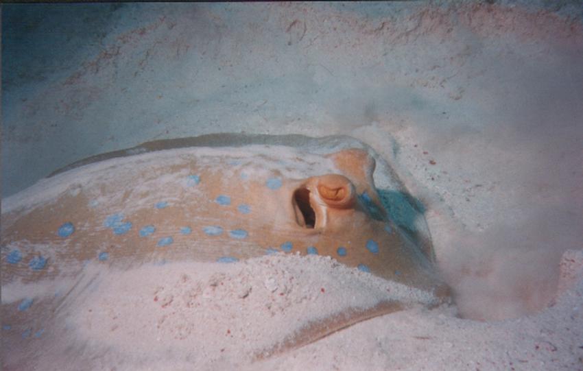 Safaga, Safaga - allgemein,Ägypten