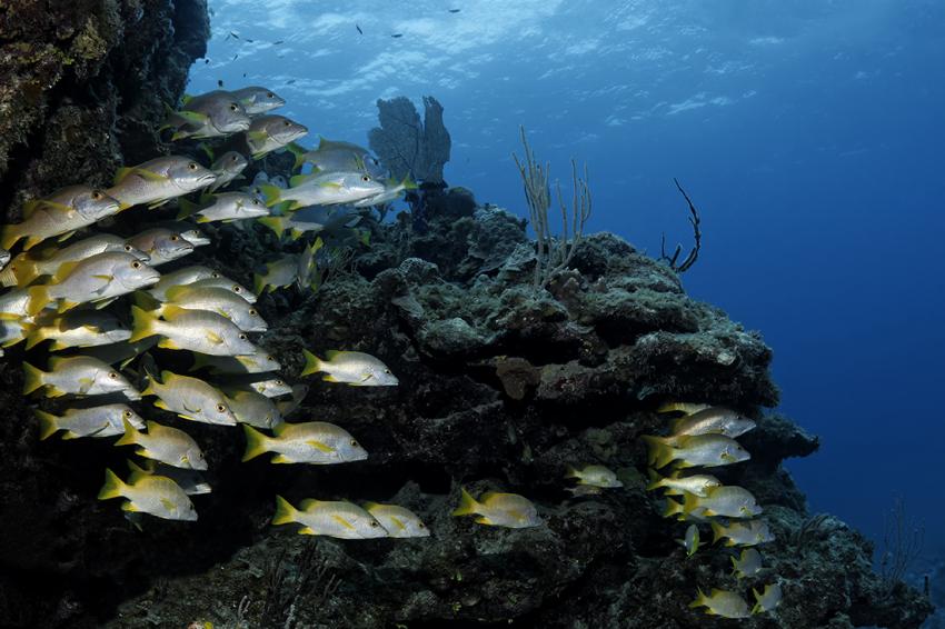 Aqua Cat, Bahamas