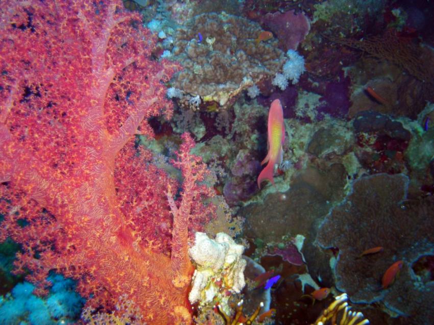 panorama reef, Panorama Reef (Safaga),Ägypten