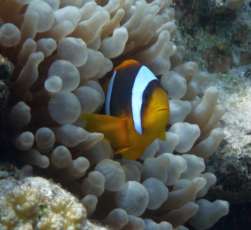 Hausriff und Tobia-Reef, Safaga Magic Divers,Ägypten