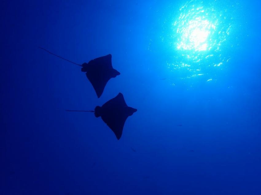Eagl Rays beim Abtauchen, Stachelrochen, Eagle Ray, Vilu Reef, Süd Nilande Atoll, Sun Diving, Malediven