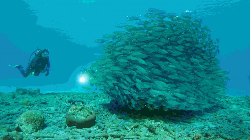 Lagun Blou Dive, Niederländische Antillen, Curaçao