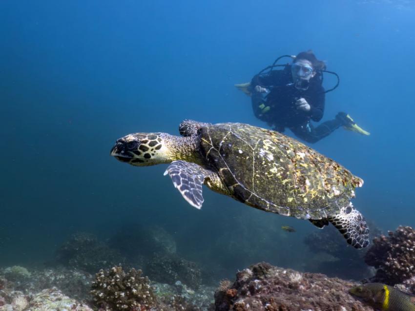 turtle with diver, turtle, diving Panama, Scuba Coiba, Santa Catalina, Panama