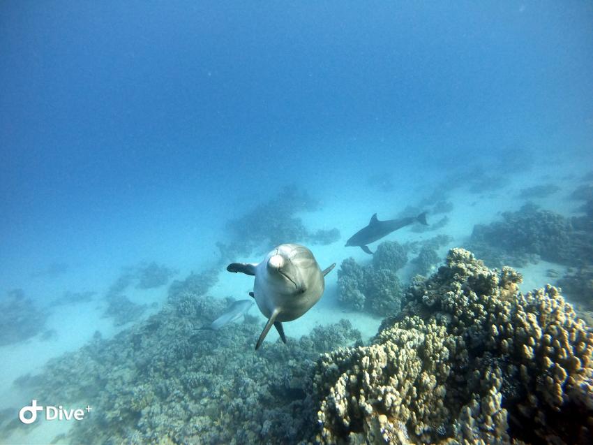 Wonderful Dive, Rohanou Resort, El Qusier, Ägypten, El Quseir bis Port Ghalib