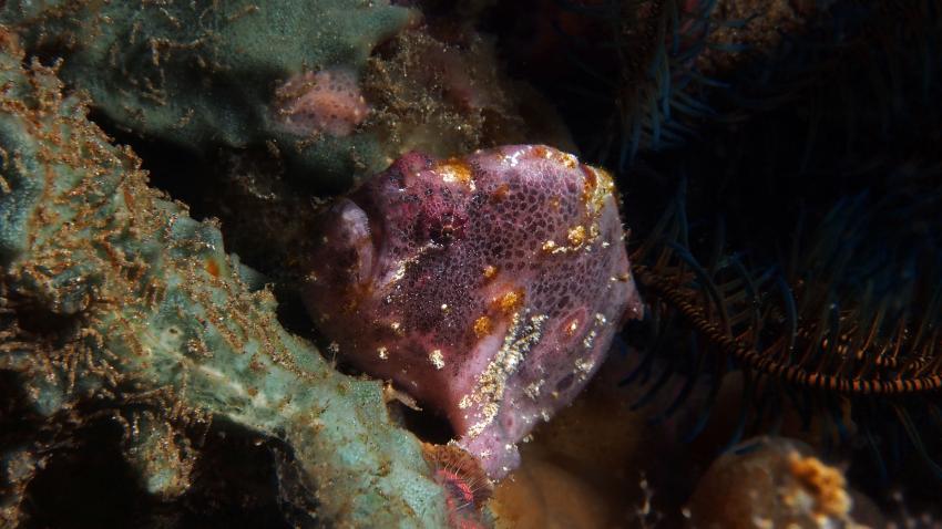 Frogfishmania Part 3, Lembeh Strait,Nord Sulawesi,Indonesien,Anglerfisch,Frogfisch