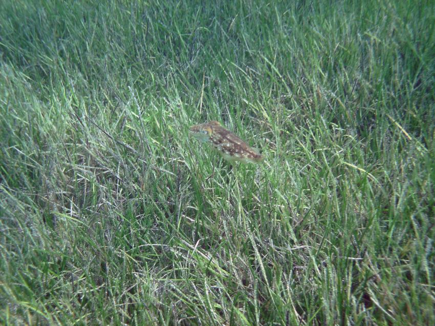 Halkidiki - Athos, Halkidiki - Athos,Griechenland