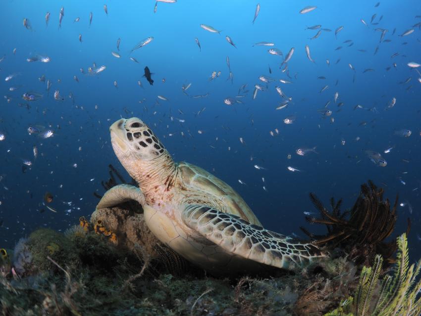 Euro-Divers Rah Gili Maldives, Malediven
