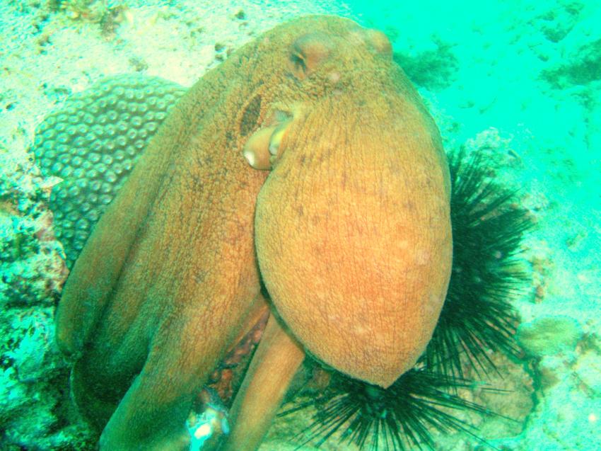 Mahe,Beau Vallon -Ocean Dream Divers, Mahé,Seychellen