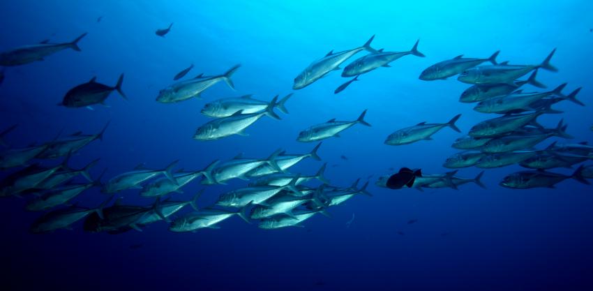 Bei der Schatzinsel, Cocos Insel,Costa Rica,Schwarm,Makrelen,Tunfische