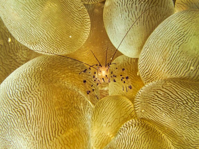 Laha Divepacker, Indonesien, Allgemein