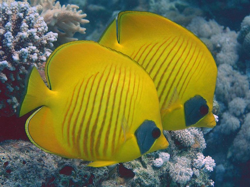 Scuba World Divers Soma Bay_2, Tauchen Ägypten Soma Bay, Scuba World Divers Soma Bay, Caribbean World Resort, Ägypten, Safaga