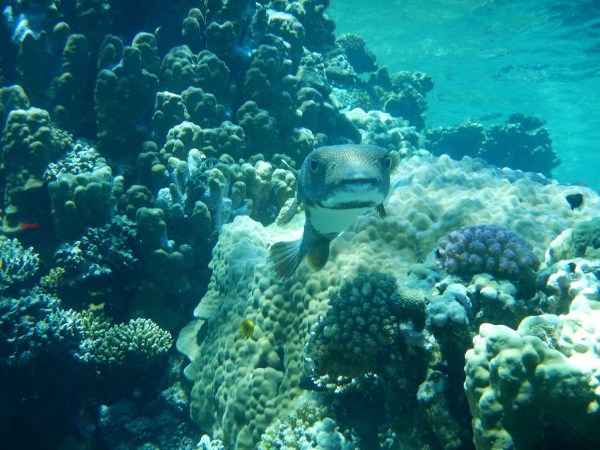 Wonderful Dive, Rohanou Resort, El Qusier, Ägypten, El Quseir bis Port Ghalib
