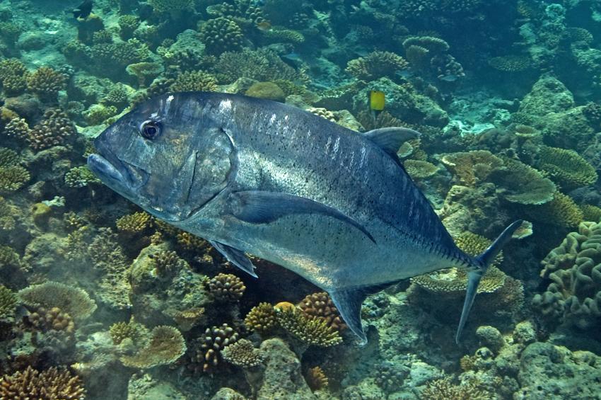 Ellaidhoo, Ari Atoll,Malediven,Dickkopf-Stachelmakrele,Caranx ignobilis