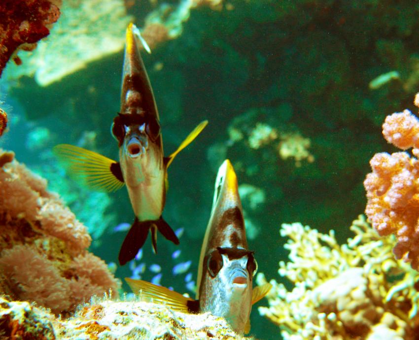 Hausriff Sharm El Arab - Makadi Bay - Extra Diver, Hausriff Sharm El Arab - Makadi Bay - Extra Diver,Ägypten