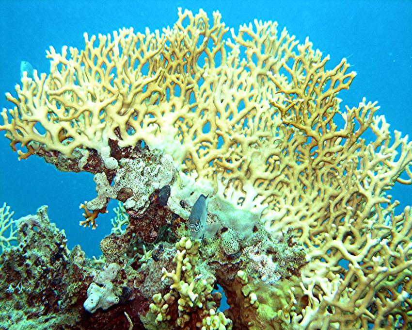 Safaga - Coral Garden, Coral Garden,Ägypten,Koralle