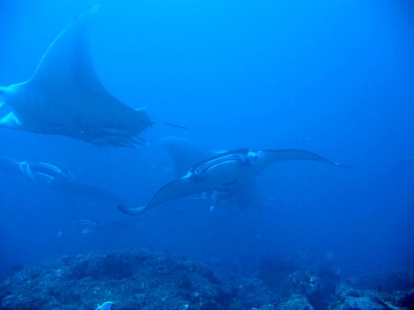 Donkalo Thila (Ari Atoll), Donkalo Thila,Ari Atoll,Malediven