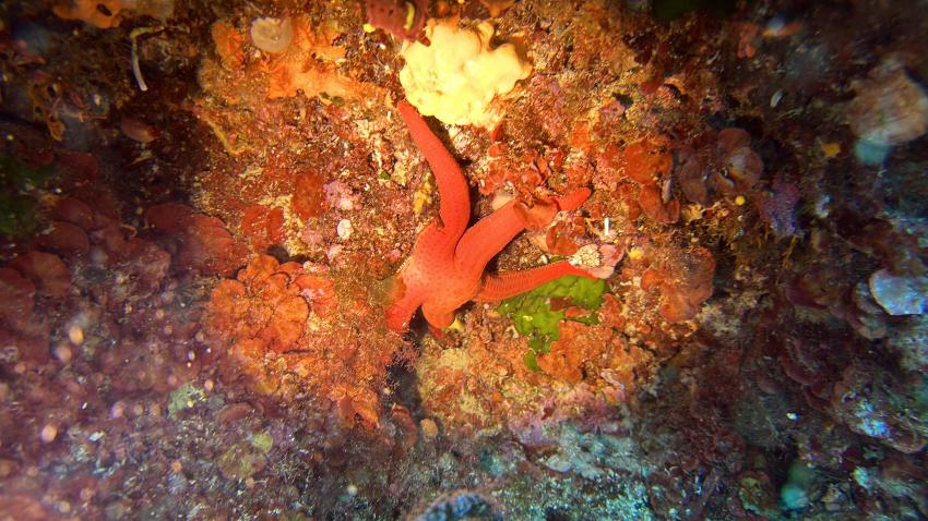 Aquarius, Capo Coda Cavallo, Italien, Sardinien