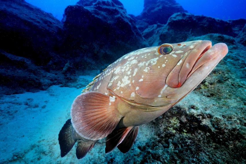 Kaş Diving, Türkei