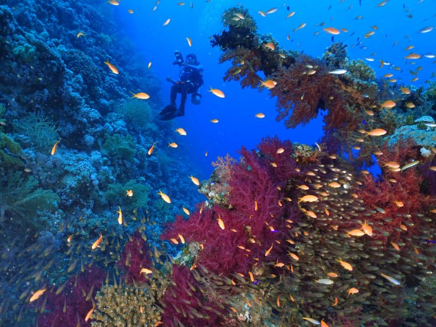 Blue Ocean Dive Club Sharm El Sheikh, Ägypten, Sinai-Süd bis Nabq