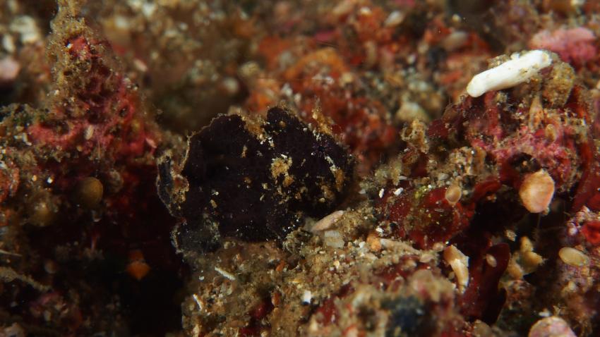 Frogfishmania Part 3, Lembeh Strait,Nord Sulawesi,Indonesien,Anglerfisch,Frogfisch