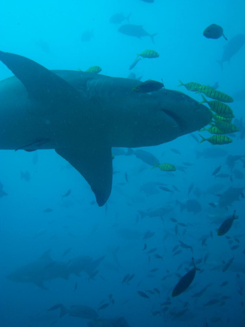 The Bistro - Full of Sharks, Beqa Lagoon,Fidschi,Zitronenhai,Pilotfische,Hai