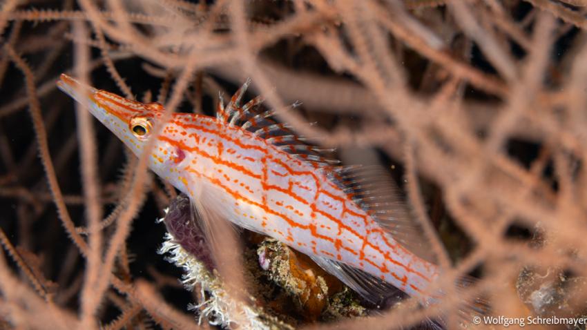 Langnasen-Büschelbarsch (Oxycirrhites typus) in Schwarzer Koralle