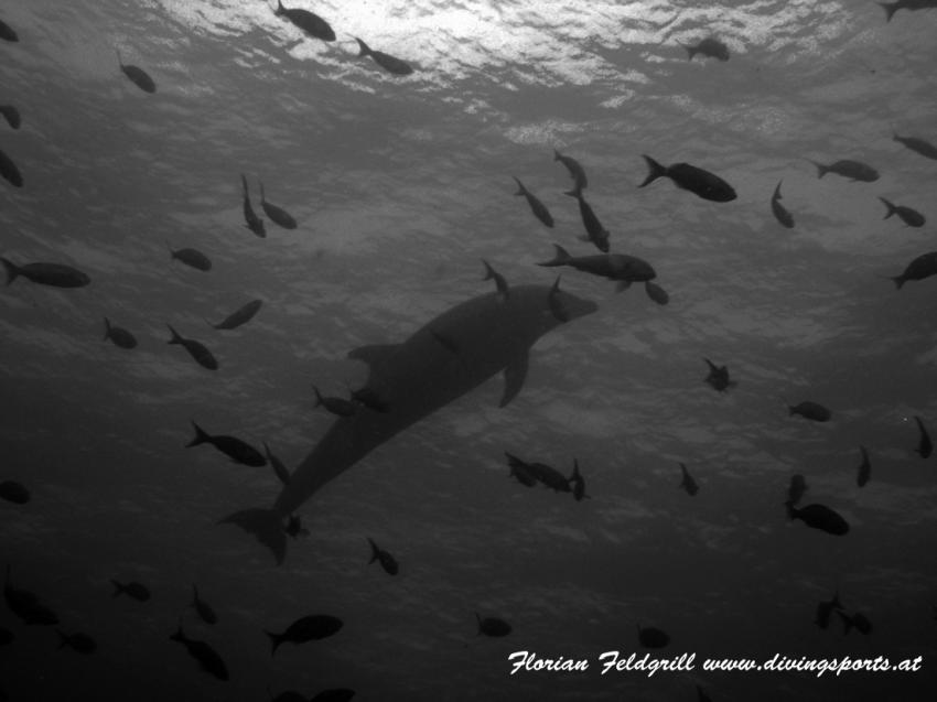 magic world, Wolf und Darwin,Galapagos,Ecuador