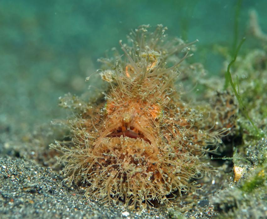 Frogfish / Anglerfisch