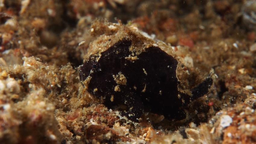 Frogfishmania Part 3, Lembeh Strait,Nord Sulawesi,Indonesien,Anglerfisch,Frogfisch